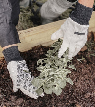 An absolute must-have for your gardening: By Benson's simple and functional gardening glove. Made from 100% pure cotton and therefore washable, it comes with knitted cuffs for ultimate comfort. The grip in the palms and fingers through the black PVC dots is excellent.   Classic and simple design. By Adushka's tips: it's perfect for the stubborn weeds.